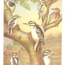 WJ Breckenridge Bird Portrait Yellow Bellied Sapsucker Print