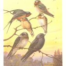 Allan Brooks Bird Portrait Swallows 1960 Purple Martin