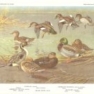 Allan Brooks Bird Portrait Surface Feeding Ducks Gadwall