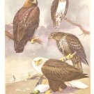 Allan Brooks Bird Portrait Golden Eagle Osprey Bald Eagle