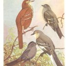 Allan Brooks Bird Portrait Mockingbird Thrasher Catbird