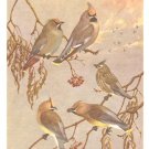 Allan Brooks Bird Portrait Print Bohemian Waxwing Cedar