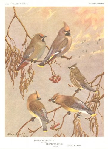 Allan Brooks Bird Portrait Print Bohemian Waxwing Cedar