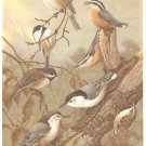 Allan Brooks Bird Portrait Titmice Nuthatches Print 1960