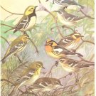 Allan Brooks Bird Portrait Wood Warblers Vintage Print 1960
