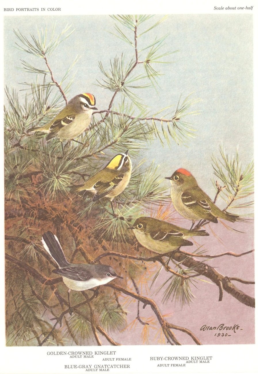 Allan Brooks Bird Portrait Gnatcatchers Kinglets Print 1960