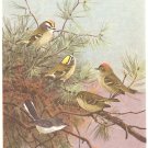 Allan Brooks Bird Portrait Gnatcatchers Kinglets Print 1960