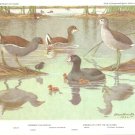 Allan Brooks Bird Portrait Gallinule Coot Vintage Print 1960