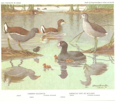 Allan Brooks Bird Portrait Gallinule Coot Vintage Print 1960