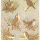 Allan Brooks Bird Portrait Wrens Vintage Print 1960