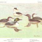 Allan Brooks Bird Portrait Loons Grebes Vintage Print 1960