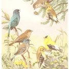 Walter Weber Bird Portrait Indigo Bunting Vintage Print 1960