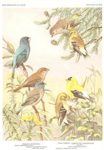 Walter Weber Bird Portrait Indigo Bunting Vintage Print 1960
