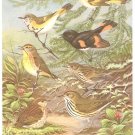 Walter Weber Bird Portrait Wood Warbler Vintage Print 1960