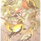 Walter Weber Bird Portrait Crossbill Grosbeak Print 1960