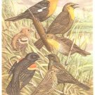 Walter Weber Bird Portrait Blackbird Vintage Print 1960