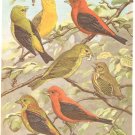Walter Weber Bird Portrait Tanager Vintage Print 1960