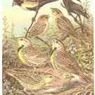 Walter Weber Bird Portrait Meadowlark Vintage Print 1960