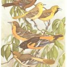 Walter Weber Bird Portrait Orioles Vintage Print 1960