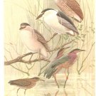 F L Jaques Bird Portrait Herons Bitterns Vintage Print 1960