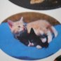 Current Stickers Cat Photographs Kittens 2 sheets Loose 1991 16746-5 Kitties