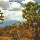 Joshua Tree Postcard Southwest Darwin Van Campen Petley