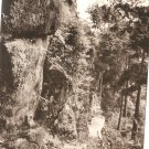 Vintage Postcard Japan Forest Path Woods Forest