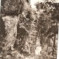 Vintage Postcard Japan Forest Path Woods Forest