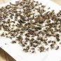 Fly Trap Sticky Paper Glue Insect Fruit Flies Bug Catcher Eco-Friendly 100Pcs