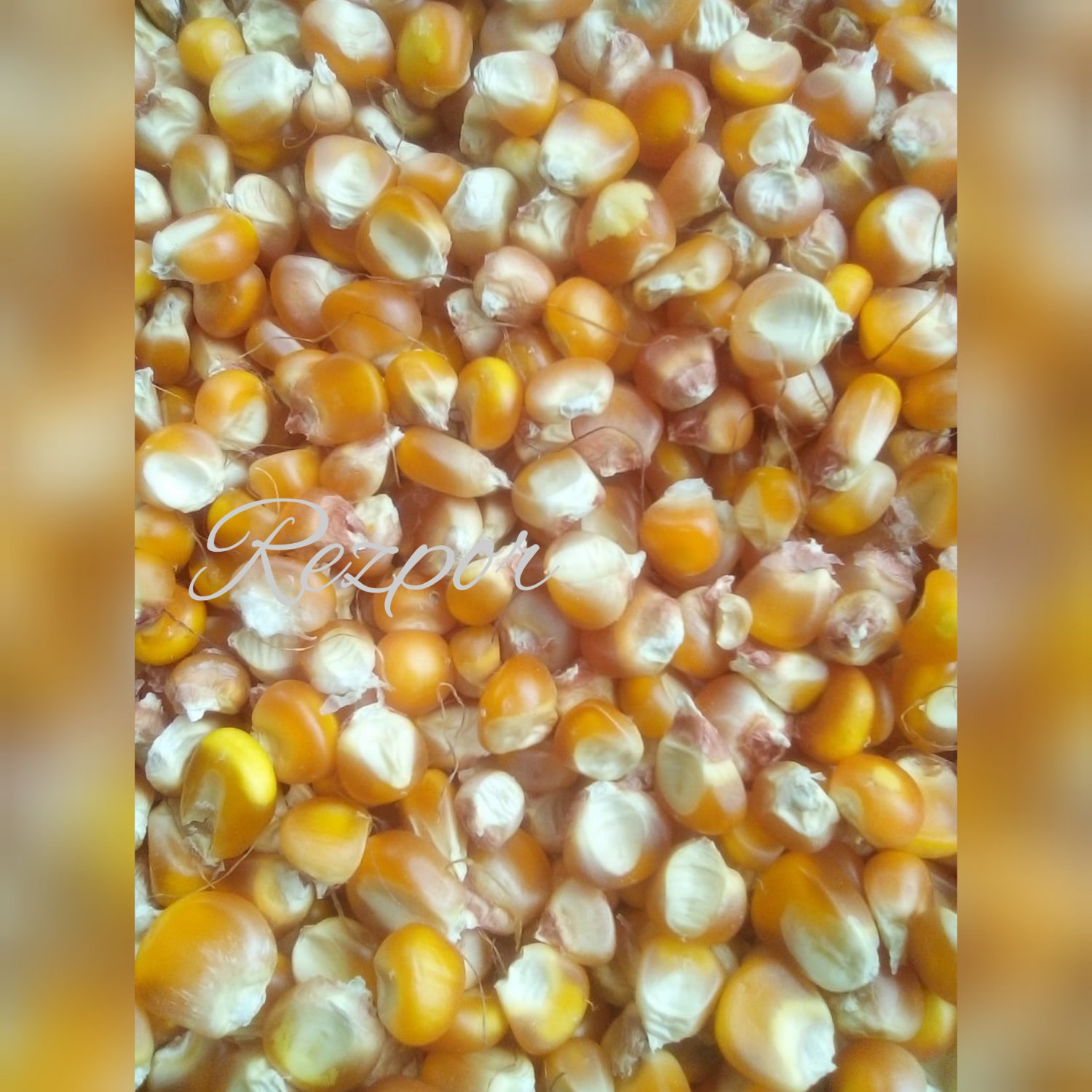 yellow corn cattle feed