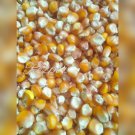 yellow corn cattle feed