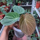 Anthurium King Of Spades