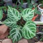 Anthurium Dorayaki X Silver