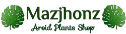 mazjhonz