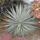 Agave Angustifolia Marginata 15 seeds, Hardy Cactus Succulents Agave Angustifolia Marginata 15 seeds, Hardy Cactus Succulents