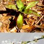 Callisia Fragrans The False Bromeliad Indoor/outdoor