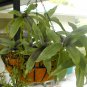 Callisia Fragrans The False Bromeliad Indoor/outdoor