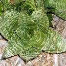 Sanseveria Trifasciata Hahnii Rosette Plant Indoors or out