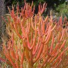 Euphorbia Tirucalli - Pencil Cactus Succulent Euphorbia Tirucalli - Pencil Cactus Succulent