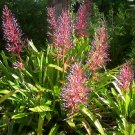 SALE! Portea Petropolitana Extensa, Large Brazilian Full Sun Bromeliad SALE! Portea Petropolitana Extensa, Large Brazilian Full Sun Bromeliad