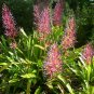 SALE! Portea Petropolitana Extensa, Large Brazilian Full Sun Bromeliad