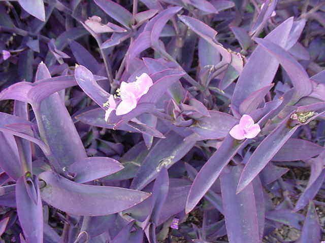 purple heart plant wandering jew