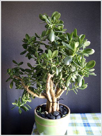 Crassula Argentea, Common Jade Succulent, Great House Plant!