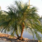 Phoenix Roebelenii, Pygmy Date Palm 15 seeds