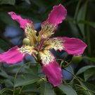 Ceiba Speciosa 10 Seeds, Hardy Pink Chorisia Kapok Silk Floss Tree