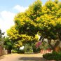 Peltophorum Pterocarpum, Beautiful Copper Pod Tree 10 Seeds