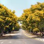 Peltophorum Pterocarpum, Beautiful Copper Pod Tree 10 Seeds