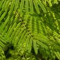 Peltophorum Pterocarpum, Beautiful Copper Pod Tree 10 Seeds