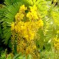 Peltophorum Pterocarpum, Beautiful Copper Pod Tree 100 Seeds