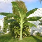 Ensete Glaucum Snow Banana MUSA Massive Flower 5 Seeds Ensete Glaucum Snow Banana MUSA Massive Flower 5 Seeds